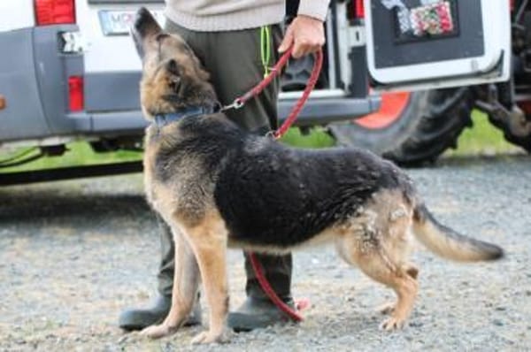 Ojade - kinderlieb u. sehr zutraulich