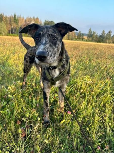 Loki möchte dein Herz erobern