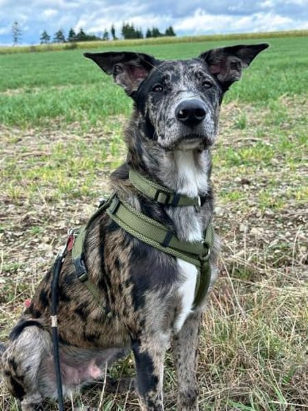 Loki möchte dein Herz erobern