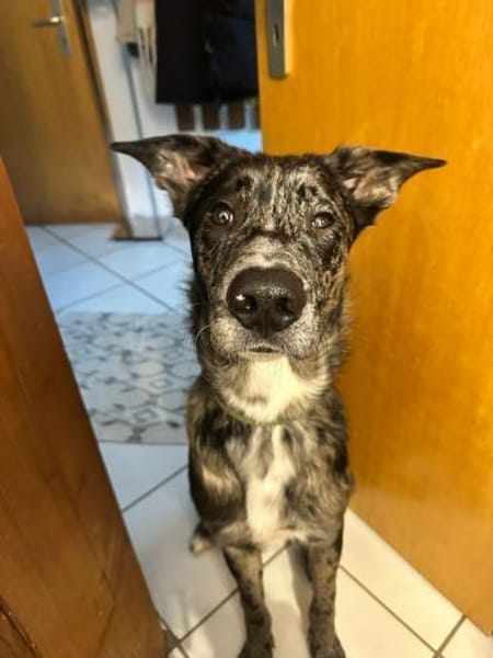 Loki möchte dein Herz erobern