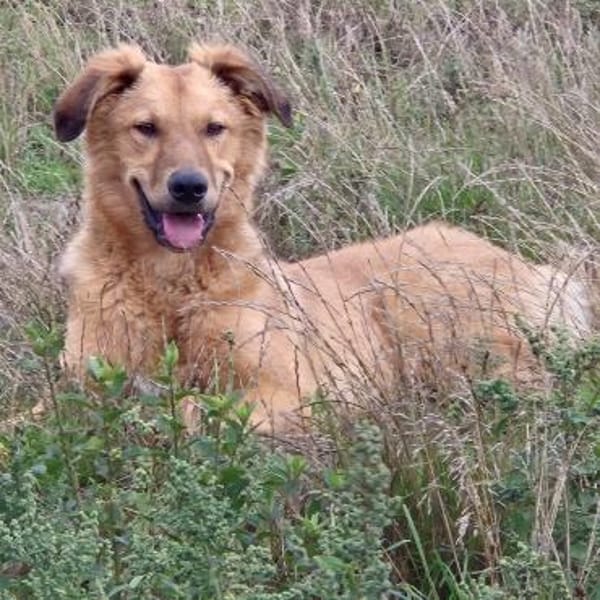 ENYO - toller Kerl für Hundeerfahrene