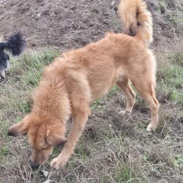 ENYO - toller Kerl für Hundeerfahrene