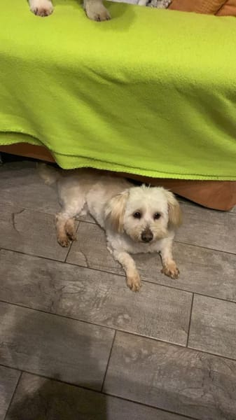 ANIA 3-jährige Bologneser