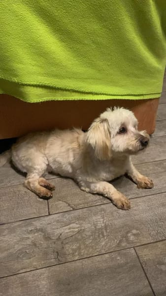 ANIA 3-jährige Bologneser