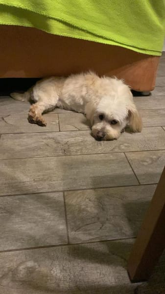 ANIA 3-jährige Bologneser