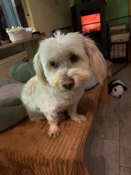 ANIA 3-jährige Bologneser