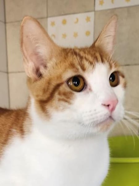 Lieber, umgänglicher Kater Congo