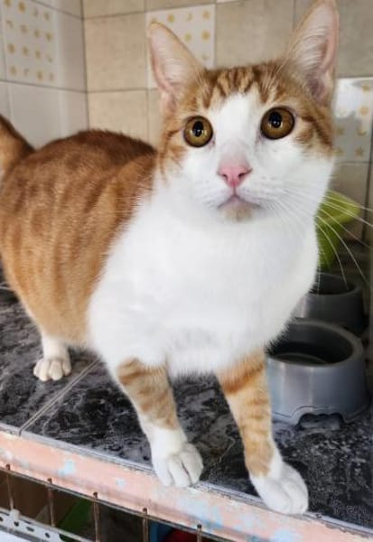 Lieber, umgänglicher Kater Congo