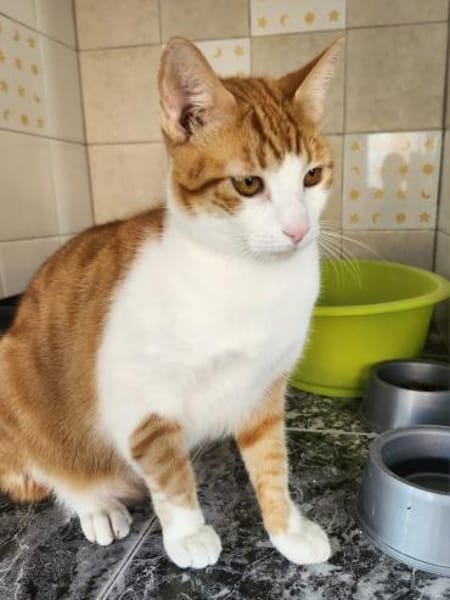 Lieber, umgänglicher Kater Congo