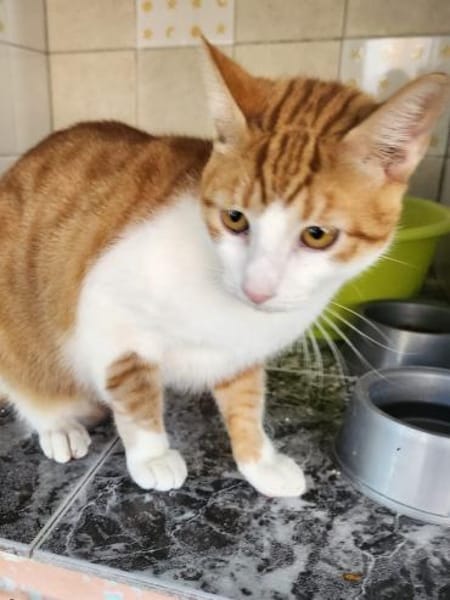 Lieber, umgänglicher Kater Congo