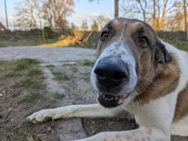 Chari: unsere Habiba (D - 17309)