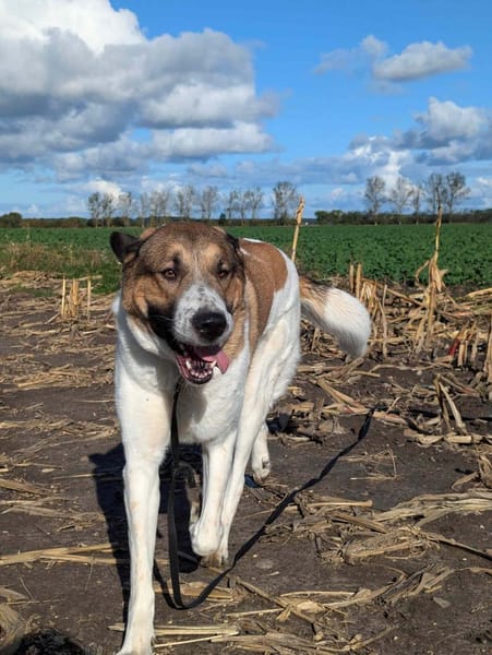 Chari: unsere Habiba (D - 17309)