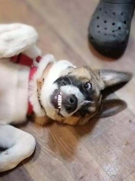 Chari: unsere Habiba (D - 17309)