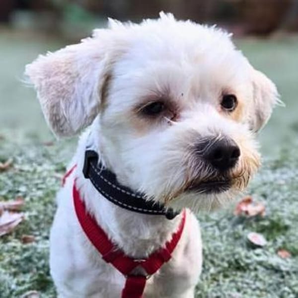 Erwin - verschmuster Fruchtzwerg