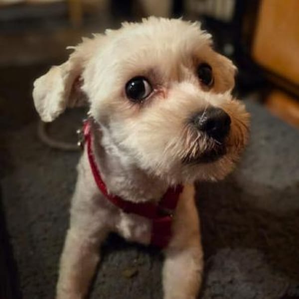 Erwin - verschmuster Fruchtzwerg