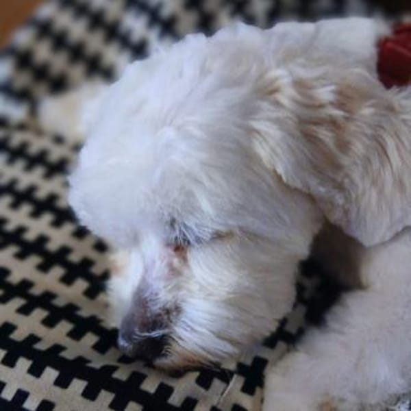 Erwin - verschmuster Fruchtzwerg