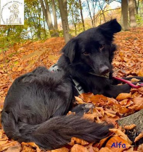 Alfa  der sanfte Kerl