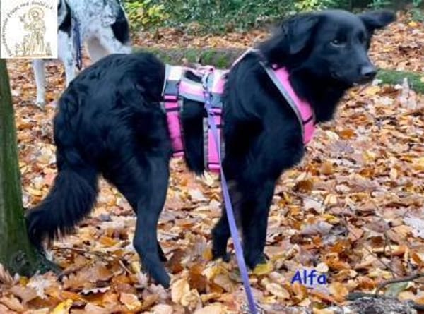 Alfa  der sanfte Kerl