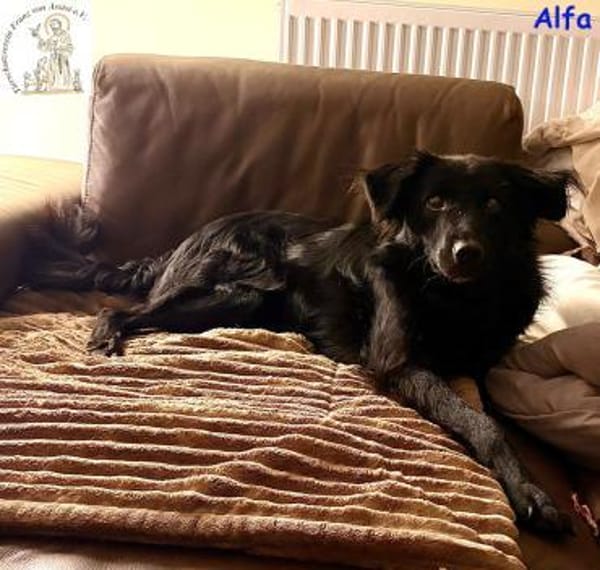 Alfa  der sanfte Kerl