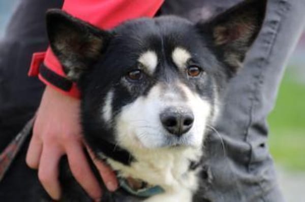 ❤Ken - zutraulich u. sehr verträglich