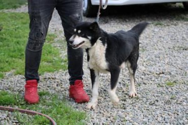 ❤Ken - zutraulich u. sehr verträglich