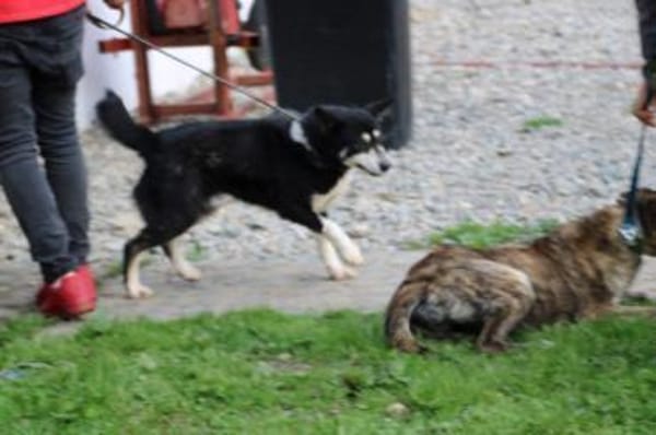 ❤Ken - zutraulich u. sehr verträglich