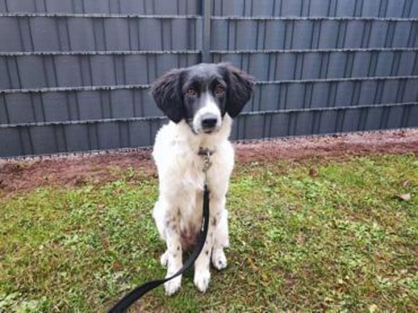 Cesara sucht nach Ihnen!