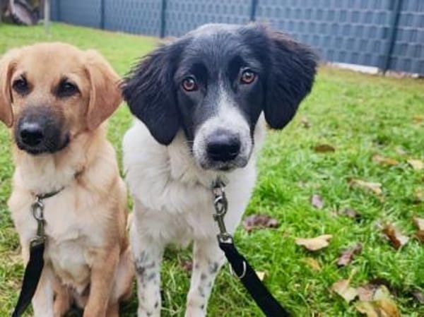 Cesara sucht nach Ihnen!