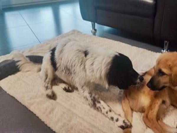 Cesara sucht nach Ihnen!