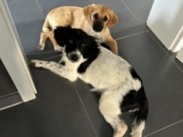 Cesara sucht nach Ihnen!