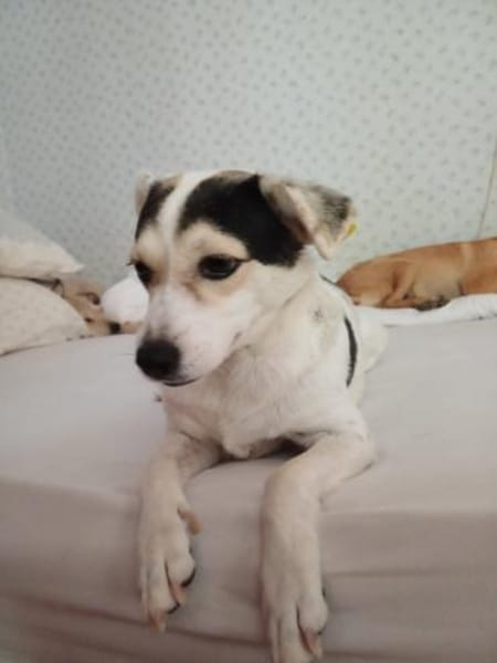 süße Roksy kaum 40 cm groß