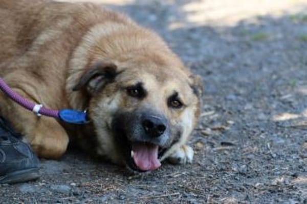 Dakom - freundlicher Rüde