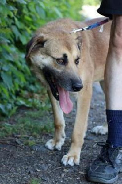 Dakom - freundlicher Rüde