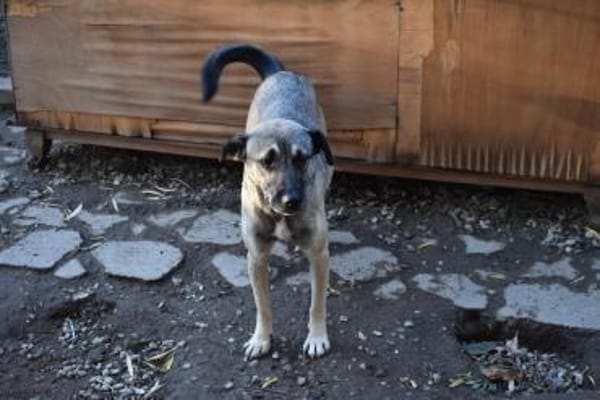 Minka, offene Hündin sucht neue Familie