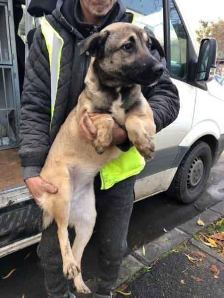 Minka, offene Hündin sucht neue Familie