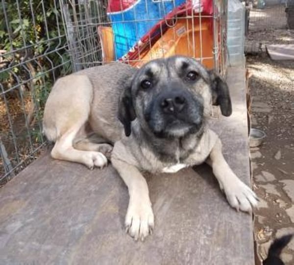 Minka, offene Hündin sucht neue Familie