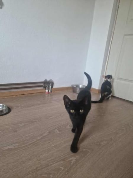 Dalida, kleine schwarze Schönheit