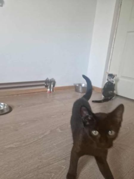 Dalida, kleine schwarze Schönheit