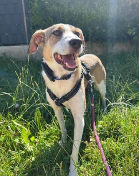 Nini ist eine sanfte, so liebe Hündin!