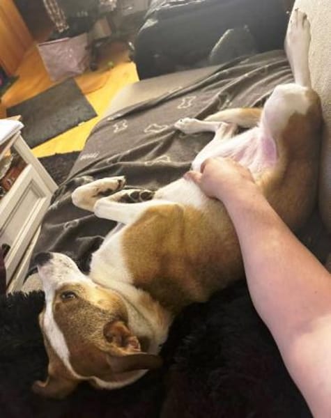 Nini ist eine sanfte, so liebe Hündin!