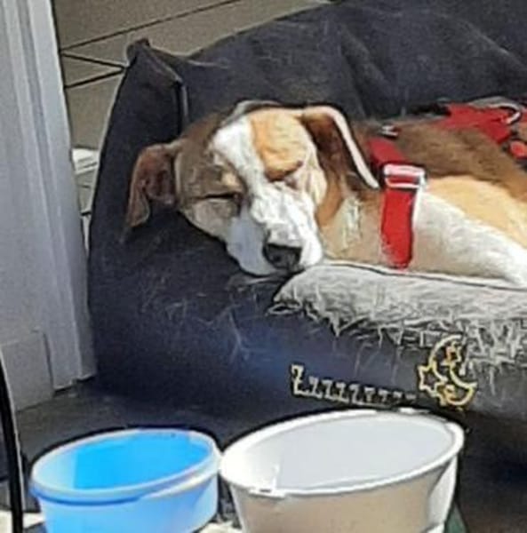 Nini ist eine sanfte, so liebe Hündin!