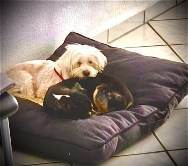 Aliz und Pacollino Love Story