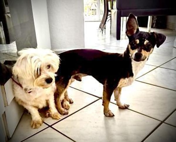 Aliz und Pacollino Love Story