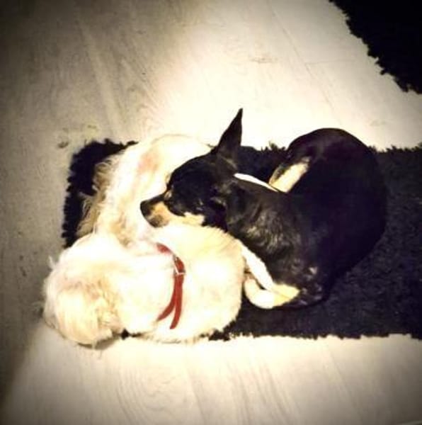 Aliz und Pacollino Love Story