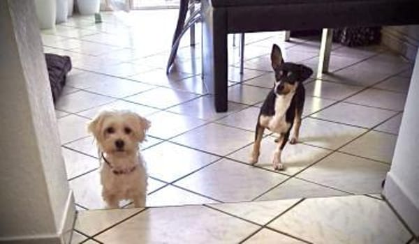 Aliz und Pacollino Love Story