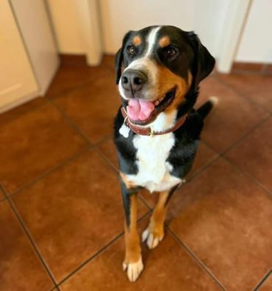 Rocky - ein sturer Einzelprinz