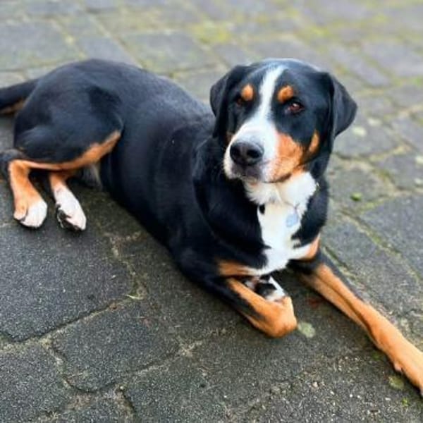 Rocky - ein sturer Einzelprinz