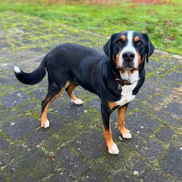 Rocky - ein sturer Einzelprinz