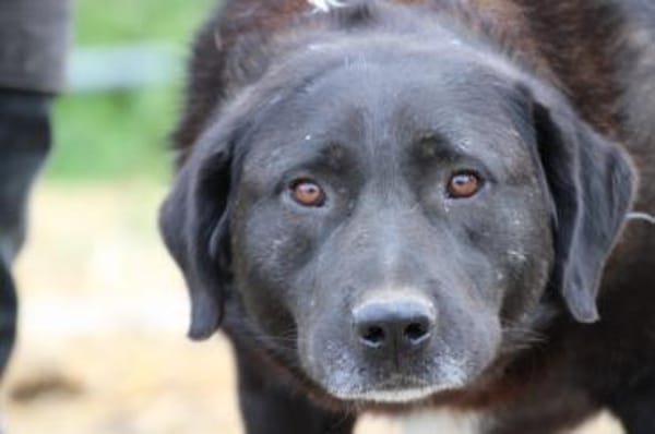 Douce - ❤❤sehr verspielt u. kinderlieb