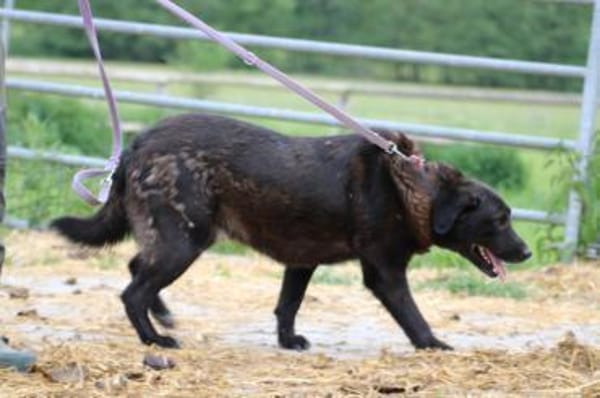 Douce - ❤❤sehr verspielt u. kinderlieb